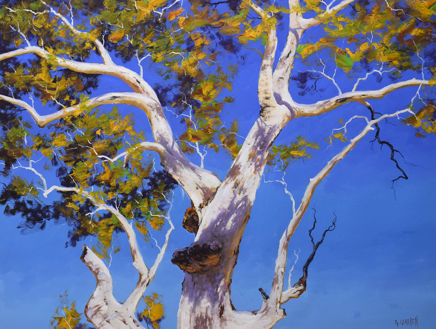 Large Australian Gum Tree painting by Graham Gercken