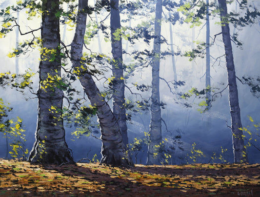 Forest trees in Sunlight by Graham Gercken