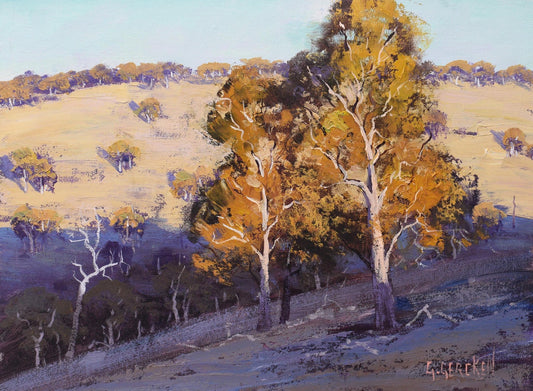 Australian Summer Landscape Gum trees near Bathurst